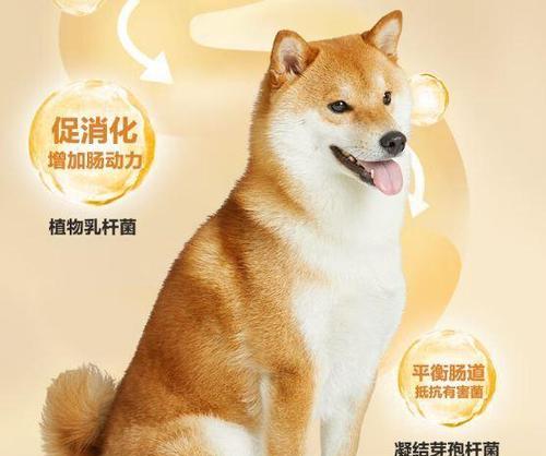 揭秘狗狗心思（探究狗狗行为背后的心理）