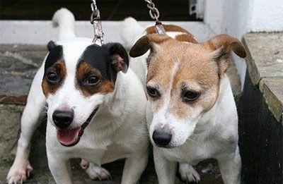 宠物犬凶主人的心理和行为特征（探究宠物犬凶主人的原因和预防方法）