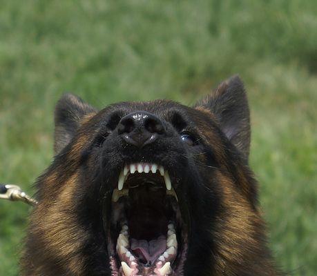 宠物犬凶主人的心理和行为特征（探究宠物犬凶主人的原因和预防方法）