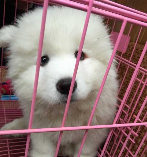 爱犬的健康从口腔开始——e宠商场狗狗牙膏（口腔清洁）