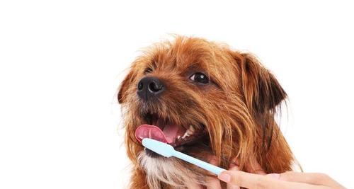 狗狗的牙齿也需要呵护（预防和治疗宠物牙周病）