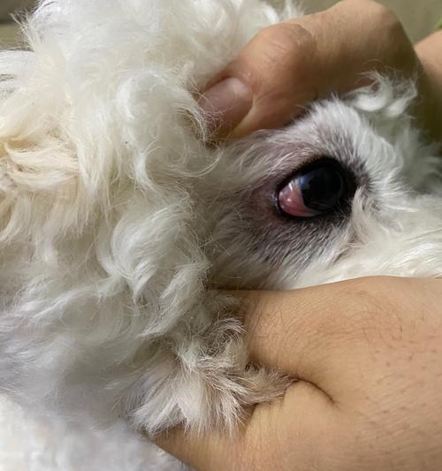 狗狗眼皮肿起来了，怎么办（宠物眼部问题的注意事项与应对方法）