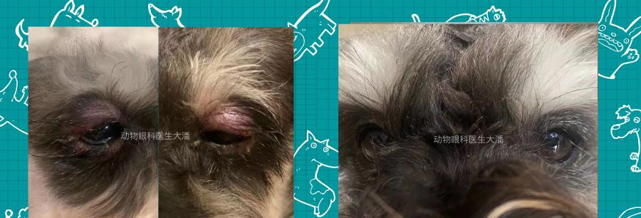 狗狗眼睑红肿流脓的原因及治疗方法（关注宠物眼部健康）