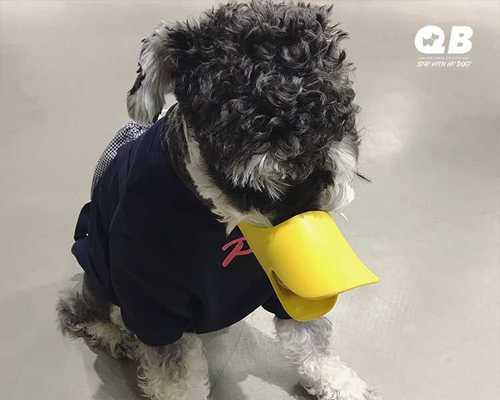 宠物犬咬毛的原因和应对方法（预防宠物犬咬伤自己的毛）