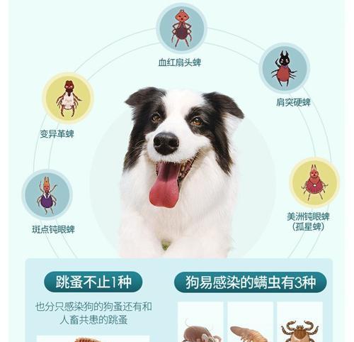 狗狗的健康必须要重视驱虫药的使用（保护宠物）