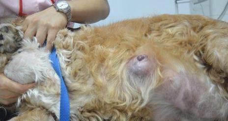如何预防和治疗宠物狗的肿瘤（以狗狗为例）