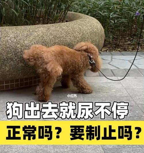 为什么狗狗会一直舔自己脚（探究狗狗舔脚的原因及如何预防）