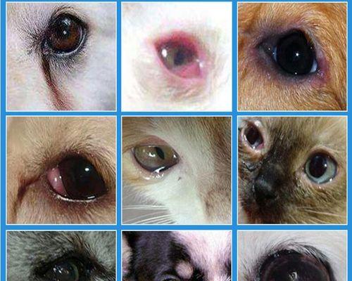 狗狗眼睛红肿的原因和治疗方法（宠物护理中的眼部健康重要性）
