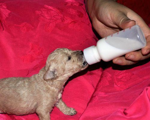 狗狗不会用奶瓶喝奶（宠物狗狗用奶瓶喝奶注意事项及方法）