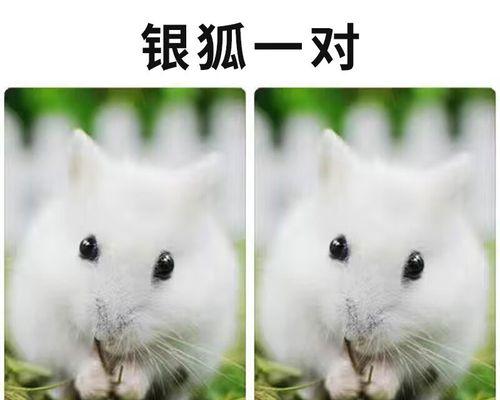 宠物狗狗该接种哪些疫苗（狗狗疫苗全面解析）