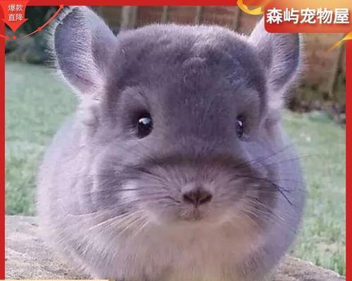 宠物狗狗该接种哪些疫苗（狗狗疫苗全面解析）