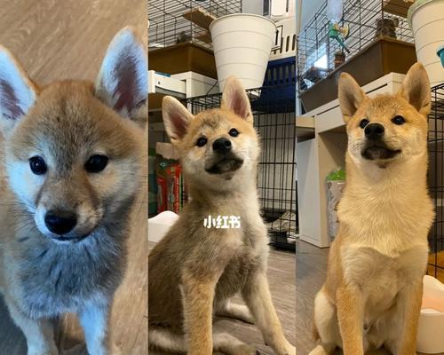 如何解决柴犬食量小的问题（以宠物为主）