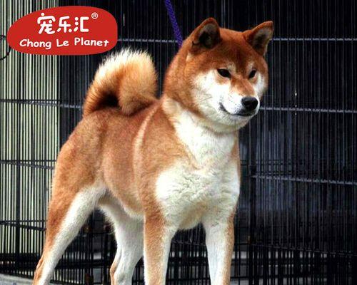 如何解决柴犬食量小的问题（以宠物为主）