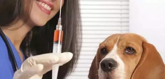 如何科学地为宠物狗打预防针（关爱宠物）