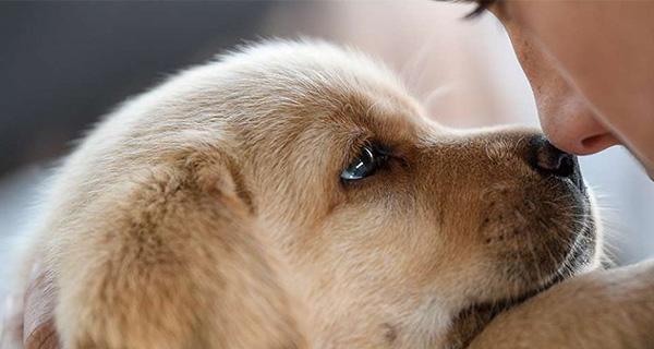 宠物狗狗如何预防狂犬病（从饮食到注射）