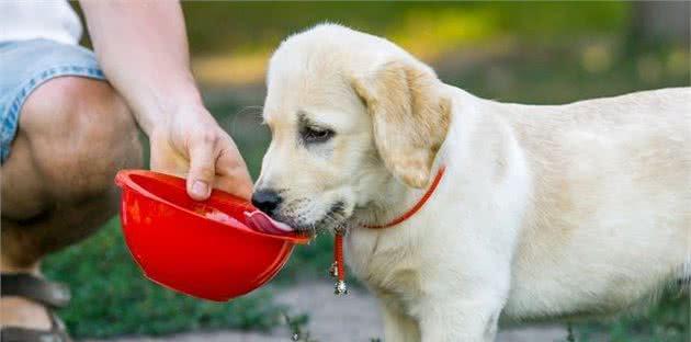 如何正确给宠物狗狗喝水（掌握这些技巧）