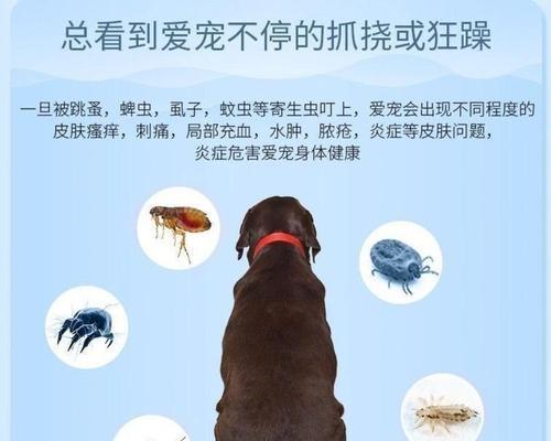 狗狗身上的跳蚤如何清除（宠物主人必知的跳蚤防治方法）