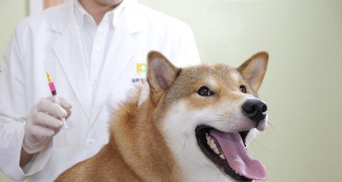 宠物狗狗的冠状病毒预防方法（从饮食、环境到个人卫生）