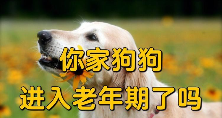 狗狗避孕方法大全（紧急避孕技巧与方法及注意事项）