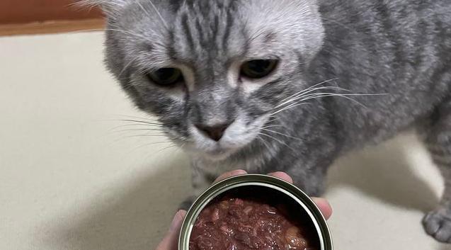 猫咪的饮食（探究罐头食品对猫咪健康的影响）