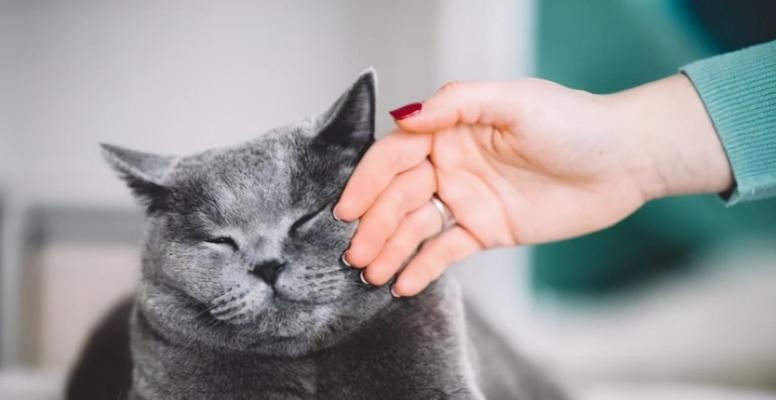 如何安抚害怕的猫咪（掌握科学有效的方法）