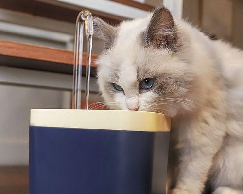 猫咪喝水必备（打造最适合猫咪的喝水环境）