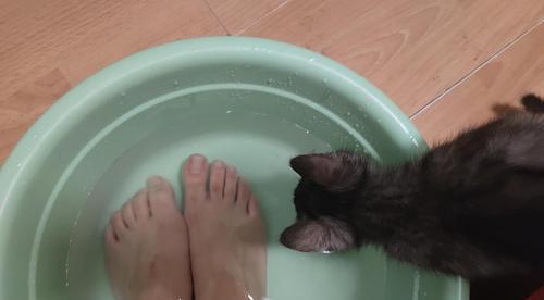 猫咪可以喝洗脚水吗（宠物健康与日常生活的关系）