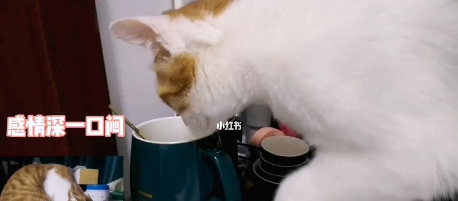 猫咪可以喝洗脚水吗（宠物健康与日常生活的关系）