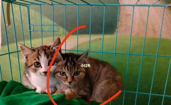 如何解决和宠物猫的打架问题（猫咪与我之间的矛盾如何化解）