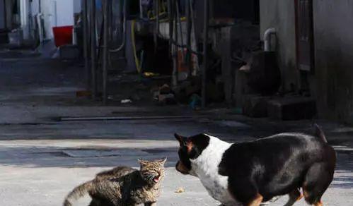 如何解决和宠物猫的打架问题（猫咪与我之间的矛盾如何化解）