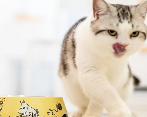 猫咪饥饿难耐的原因剖析（宠物主人必读）