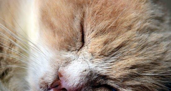 猫咪胡须红肿该怎么办（宠物护理常识）