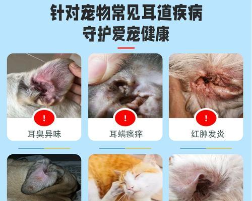 宠物猫咪怀孕了（保护猫咪不受耳螨侵害）