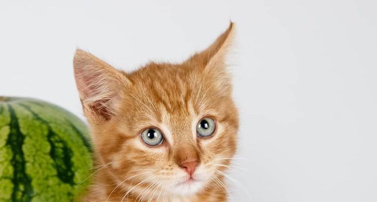 怀孕的猫咪能否食用猪肺（猫咪健康饮食的重要性及猪肺的营养价值）