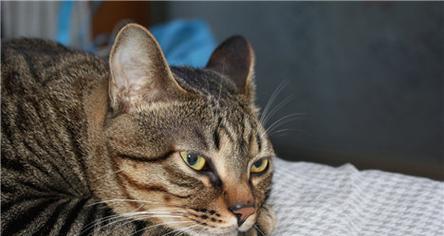 猫咪怀孕期饮食指南（关爱孕猫）