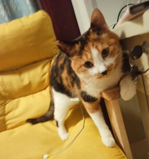 新家的猫咪一直叫，如何解决（以宠物为主的生活）