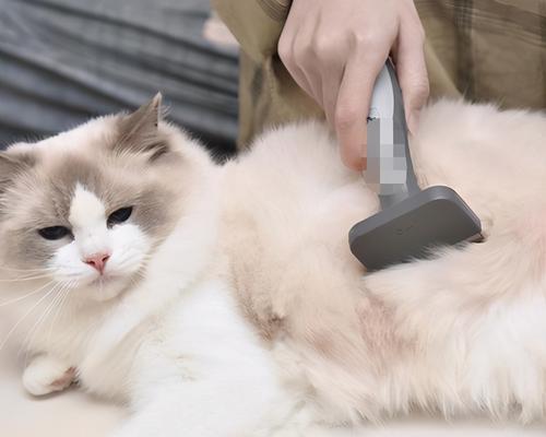 猫咪换毛，能剃光吗（探究毛发剃光对猫咪的影响及注意事项）