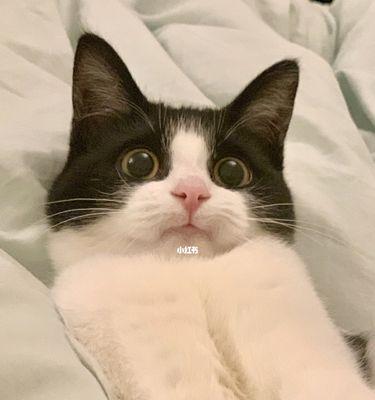 宠物猫咪换牙期间的嘴臭问题（如何缓解猫咪换牙期间的嘴臭问题）