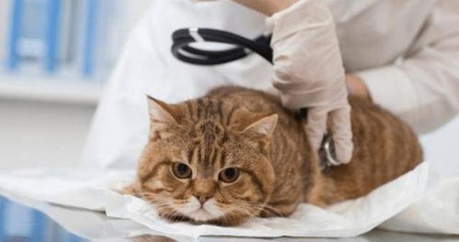 猫咪是否易感细小病毒感染（探究细小病毒对宠物猫的影响及预防方法）