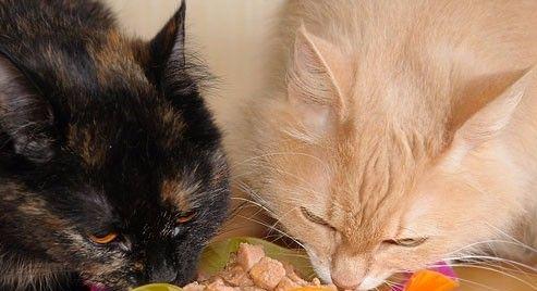 猫咪是否易感细小病毒感染（探究细小病毒对宠物猫的影响及预防方法）