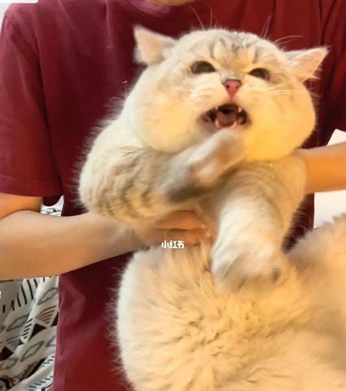 猫咪会让陌生人摸吗？