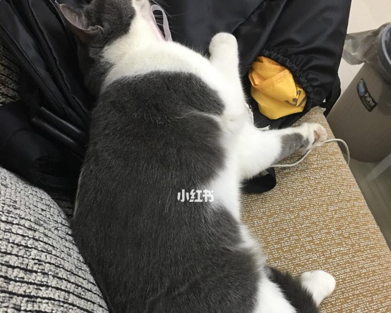 猫咪昏迷救治全攻略（猫咪昏迷救活的方法和注意事项）