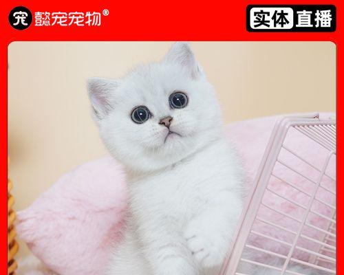 猫咪昏迷救治全攻略（猫咪昏迷救活的方法和注意事项）