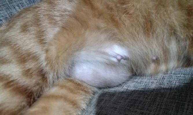 宠物猫咪几个月长出乳头，是正常现象吗（了解猫咪发育过程中的乳头生长变化）