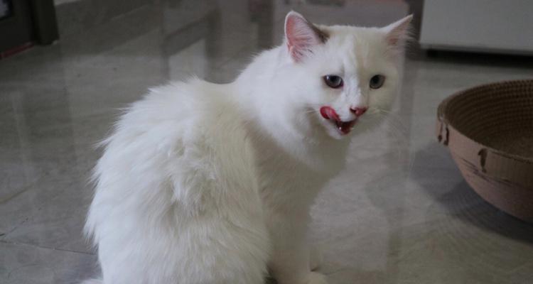 宠物猫咪换毛全攻略（几个月开始换毛）
