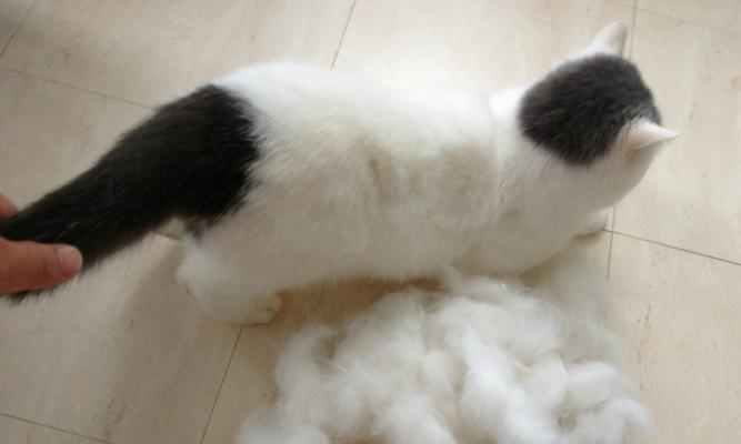 宠物猫咪换毛全攻略（几个月开始换毛）
