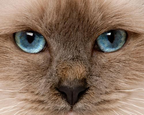 猫咪几个月眼睛变色的原因与解释（宠物眼睛变色的奥秘与疑问）
