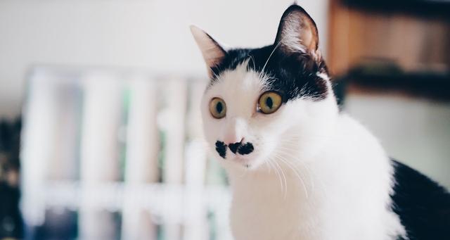 养宠物（以猫咪几岁为依据的养猫小贴士）