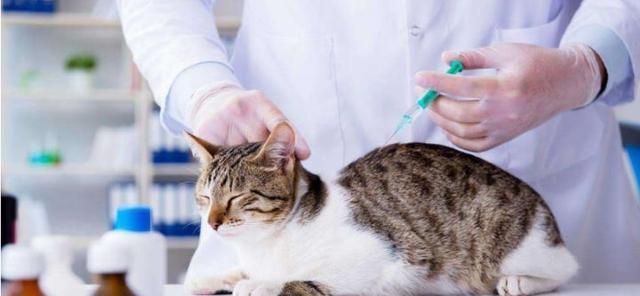 猫咪打疫苗的时间和注意事项（了解猫咪打疫苗的必要性和正确操作）