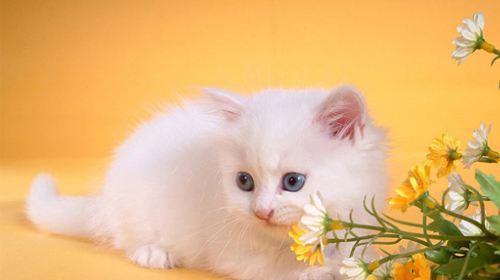 猫咪进入繁殖期的时间和注意事项（了解宠物猫咪的生理特点）